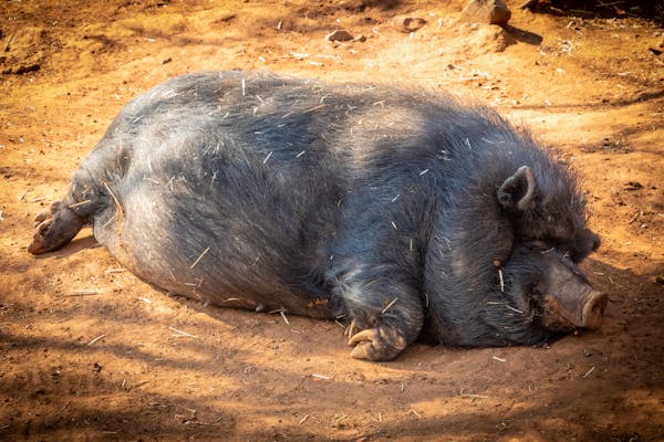 Hog Hunting
